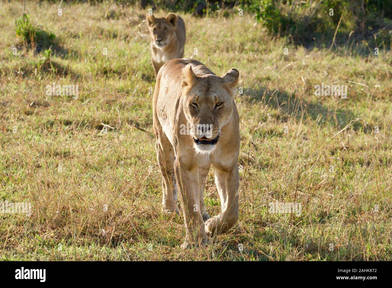 Lions dans le Maasai Mara Banque D'Images