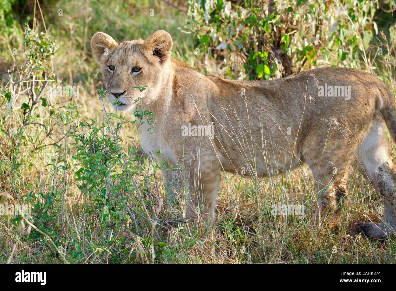 Lions dans le Maasai Mara Banque D'Images