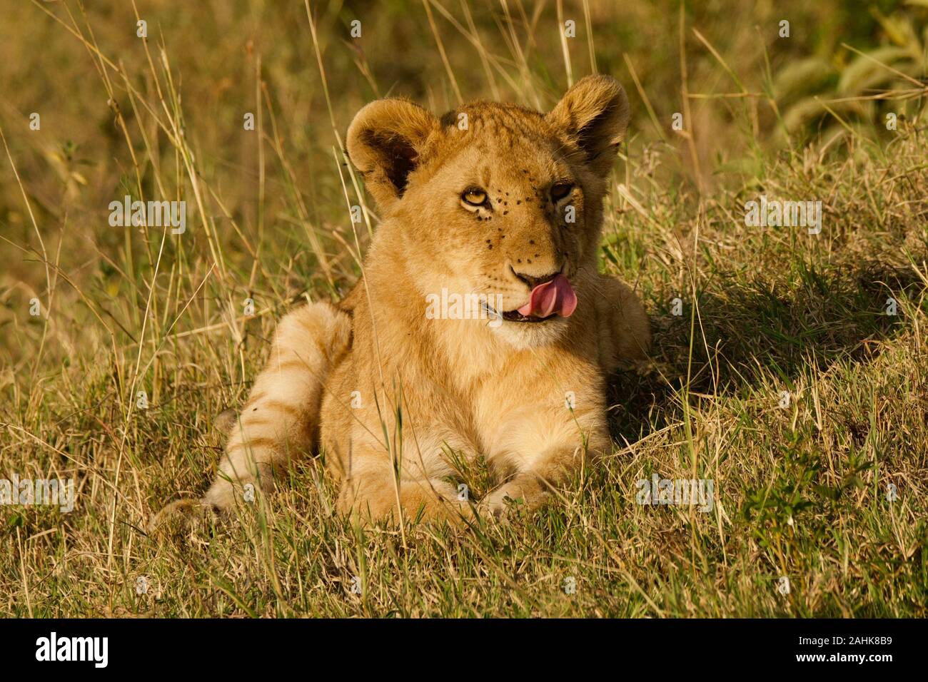 Lion fierté dans le Maasai Mara Banque D'Images