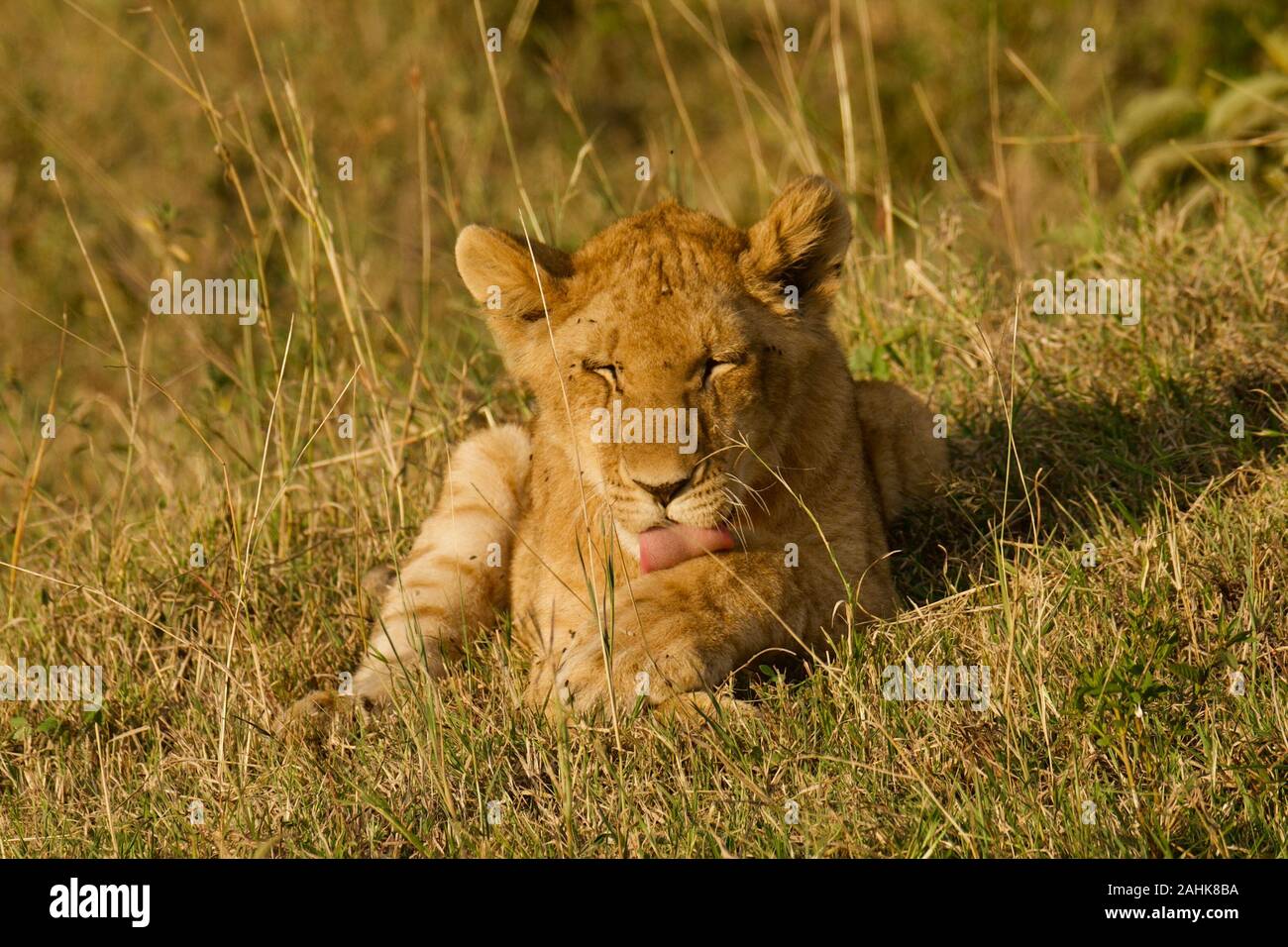 Lion fierté dans le Maasai Mara Banque D'Images