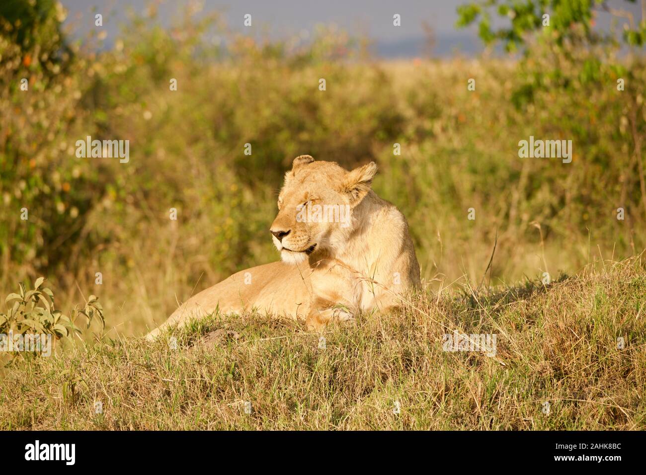 Lion fierté dans le Maasai Mara Banque D'Images