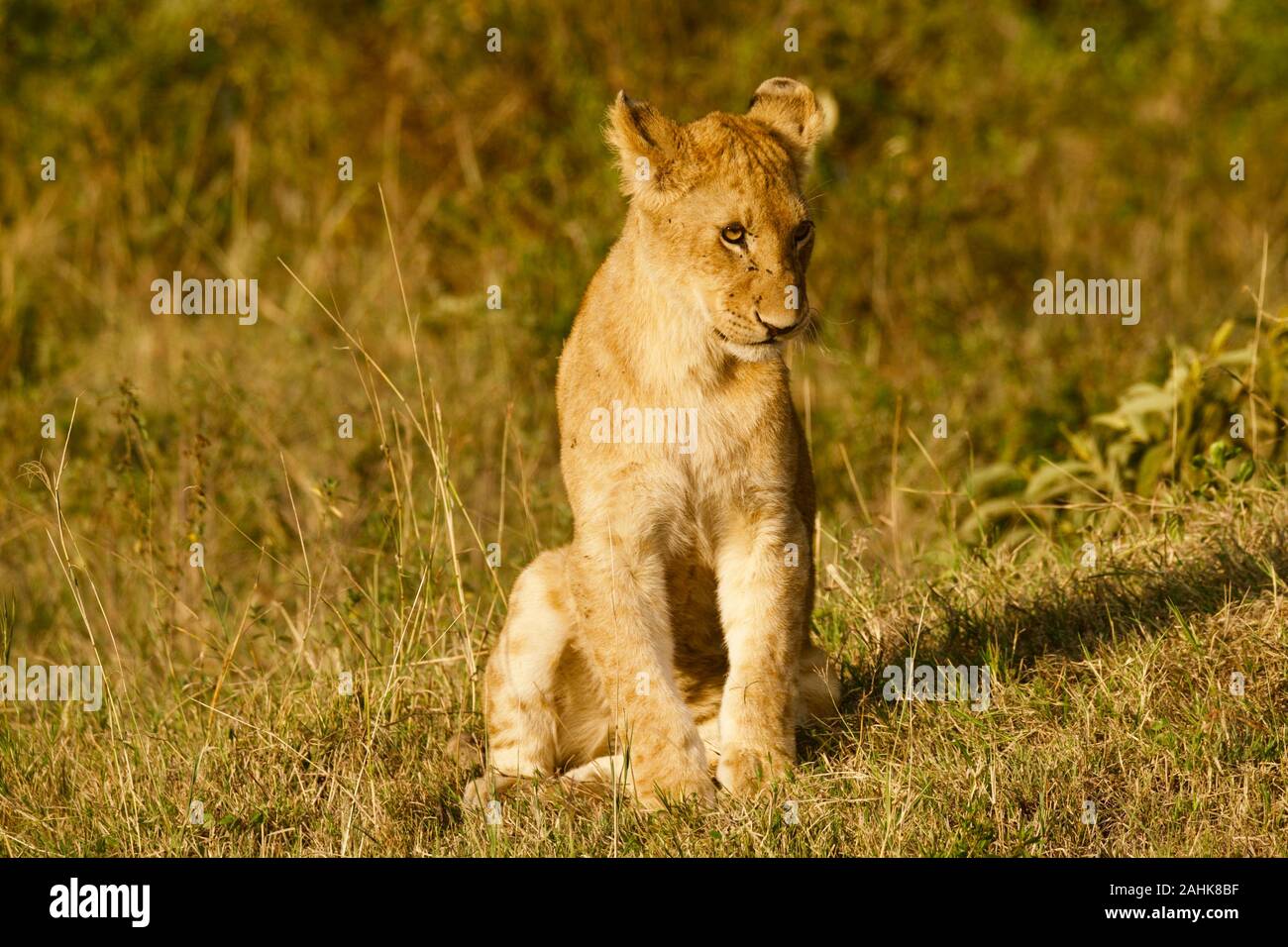 Lion fierté dans le Maasai Mara Banque D'Images