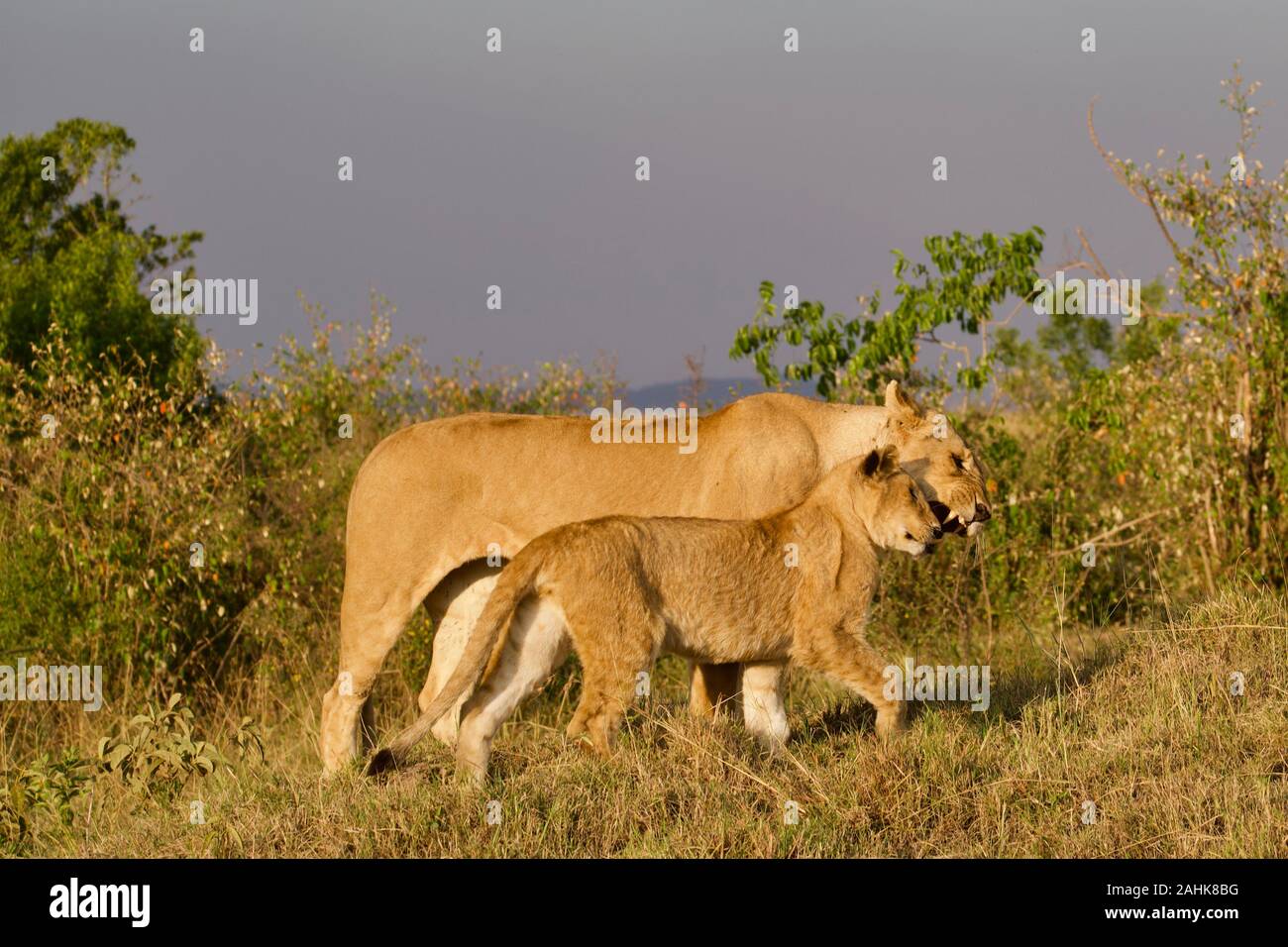 Lion fierté dans le Maasai Mara Banque D'Images