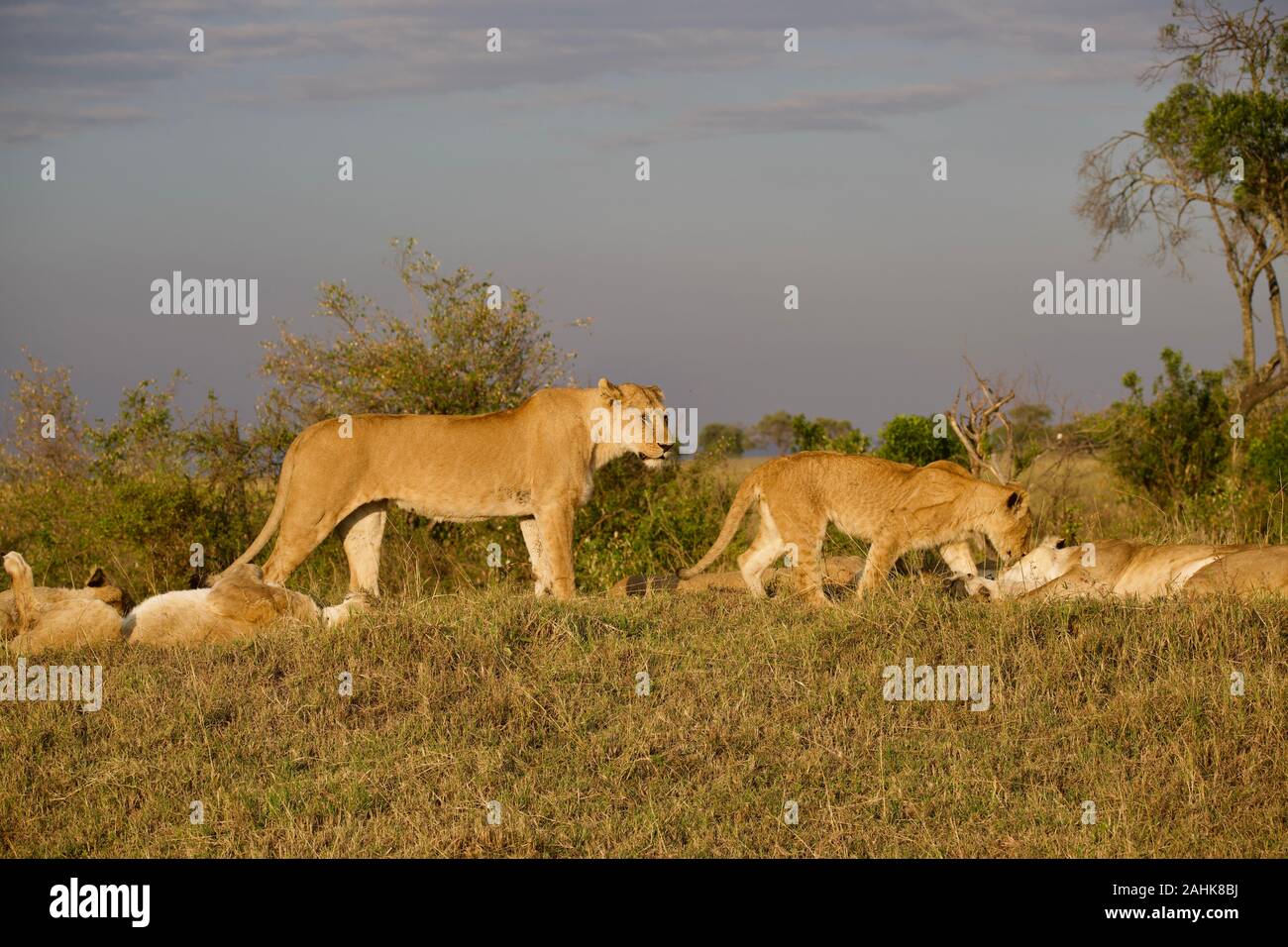 Lion fierté dans le Maasai Mara Banque D'Images