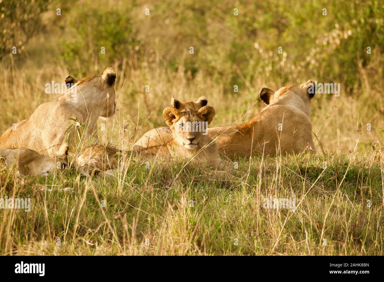 Lion fierté dans le Maasai Mara Banque D'Images