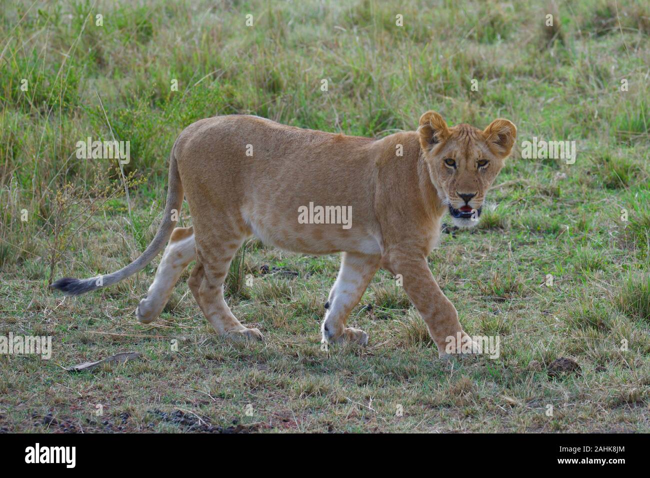 Des lionceaux jouant dans le Masai Mara Banque D'Images