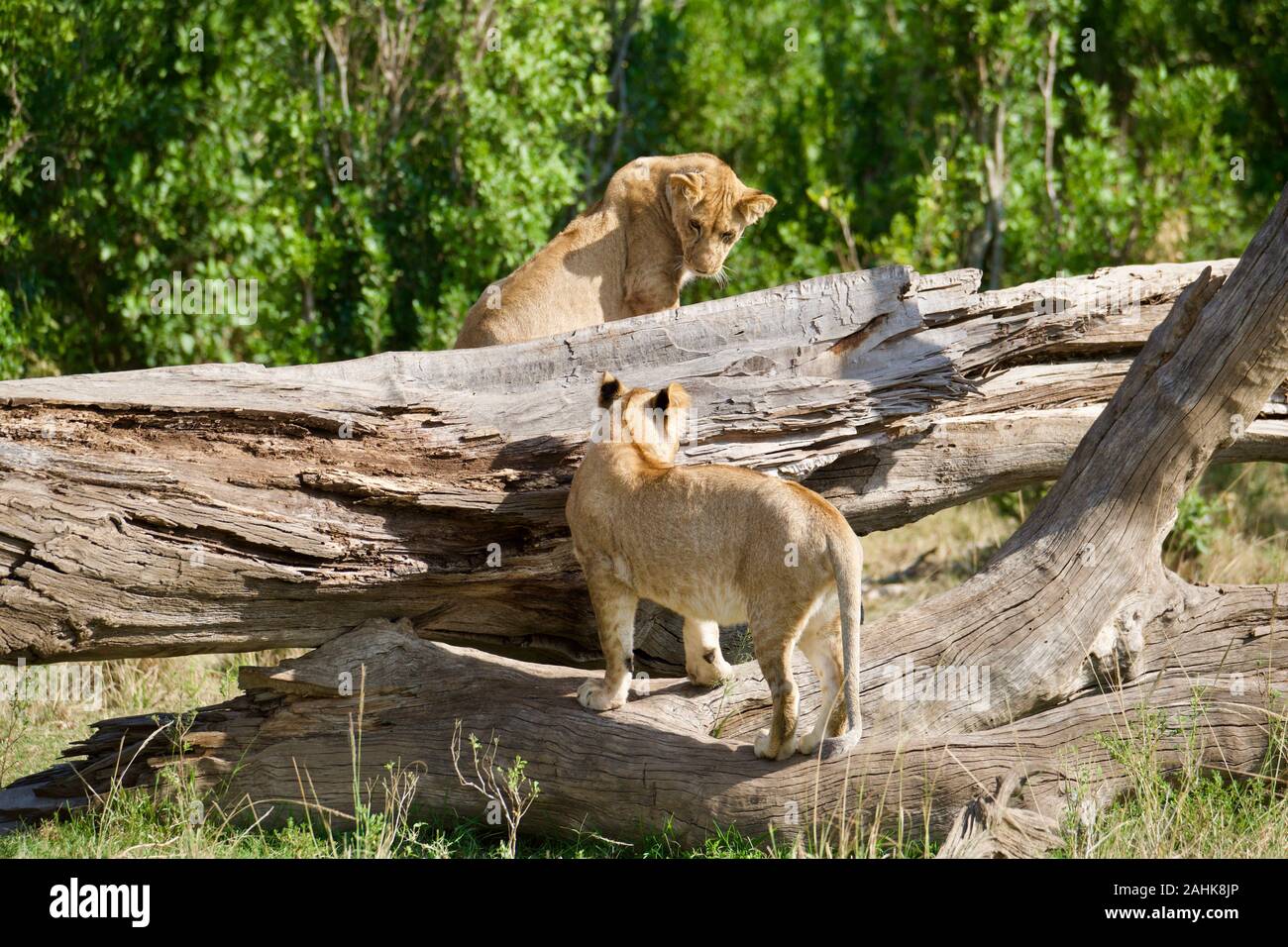 Des lionceaux jouant dans le Masai Mara Banque D'Images