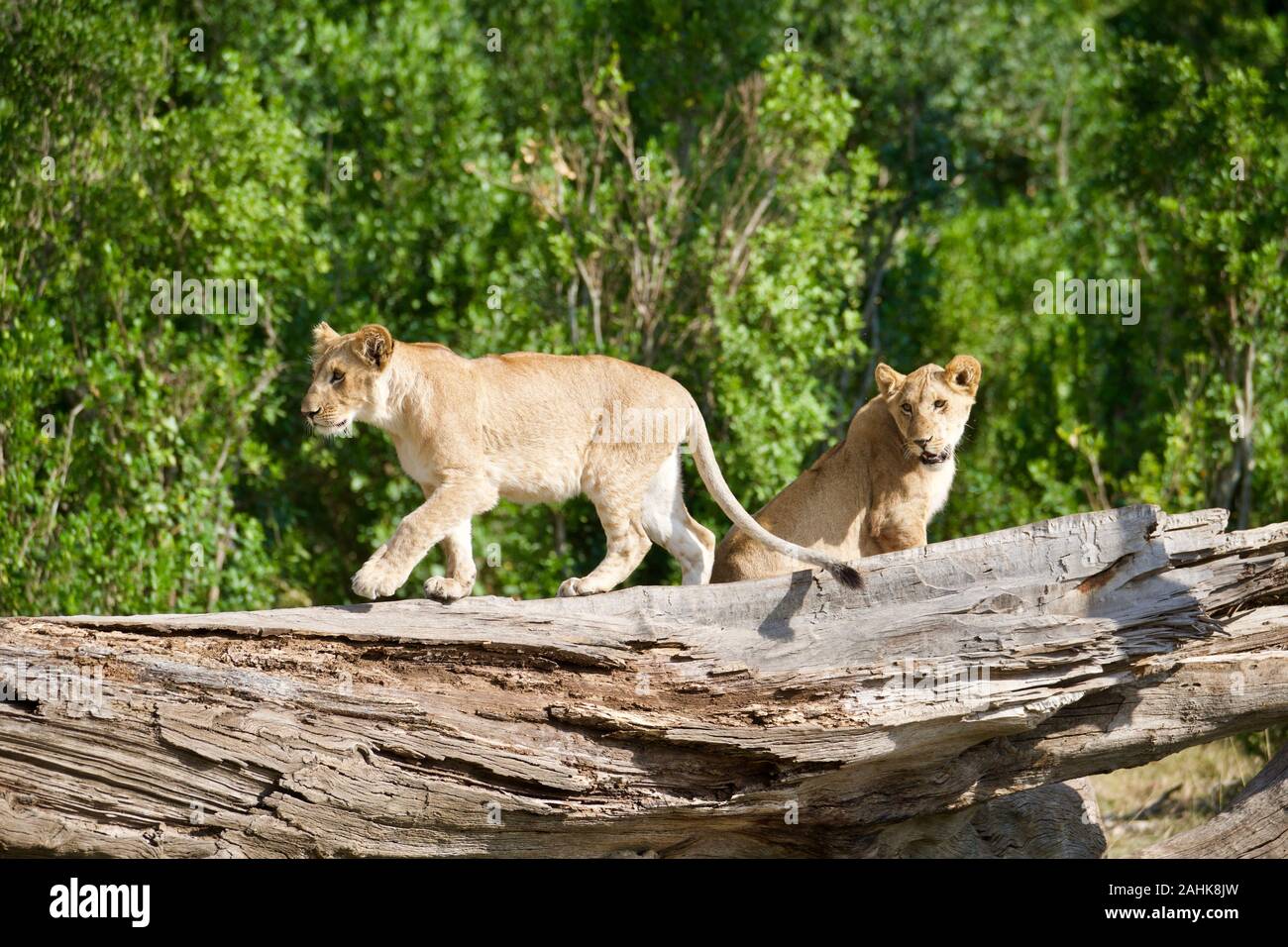 Des lionceaux jouant dans le Masai Mara Banque D'Images