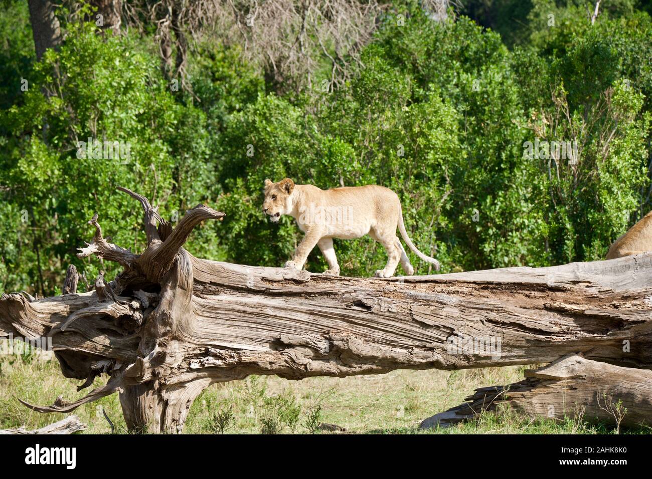 Des lionceaux jouant dans le Masai Mara Banque D'Images