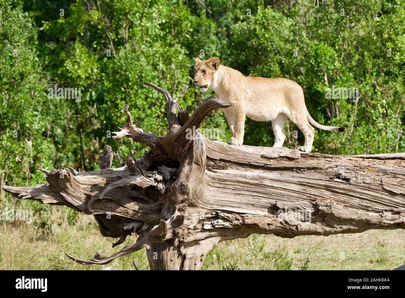 Des lionceaux jouant dans le Masai Mara Banque D'Images