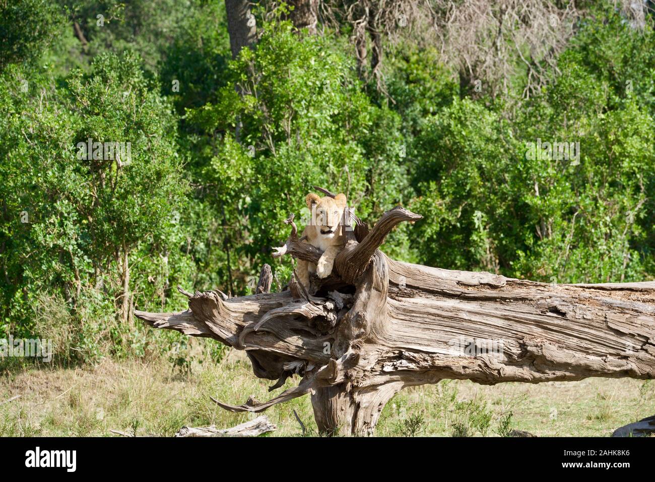 Des lionceaux jouant dans le Masai Mara Banque D'Images