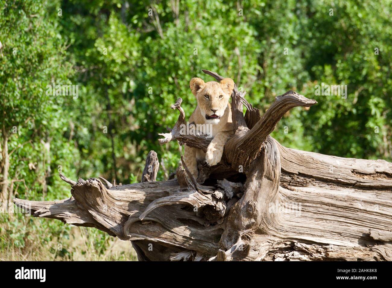Des lionceaux jouant dans le Masai Mara Banque D'Images