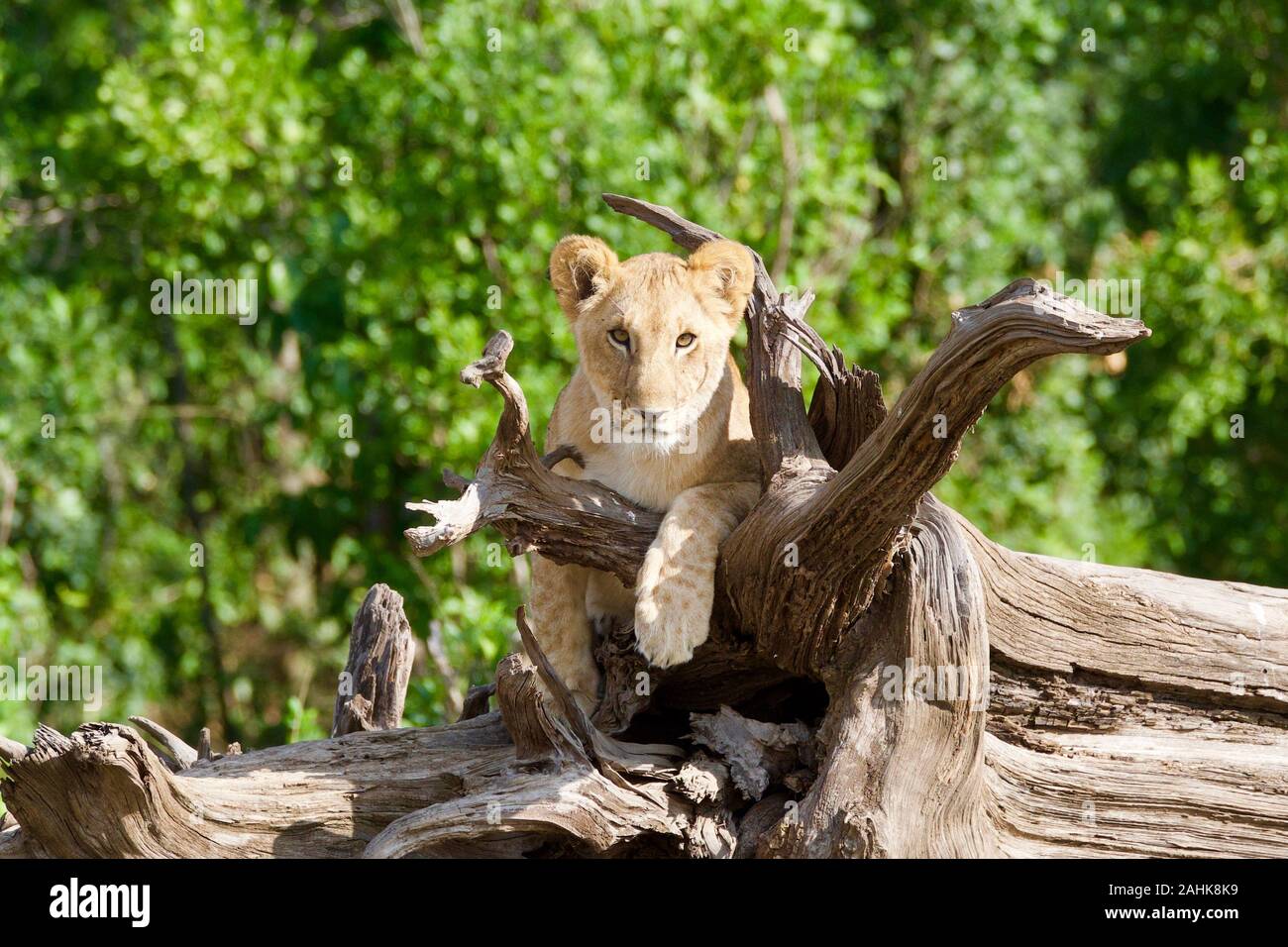 Des lionceaux jouant dans le Masai Mara Banque D'Images