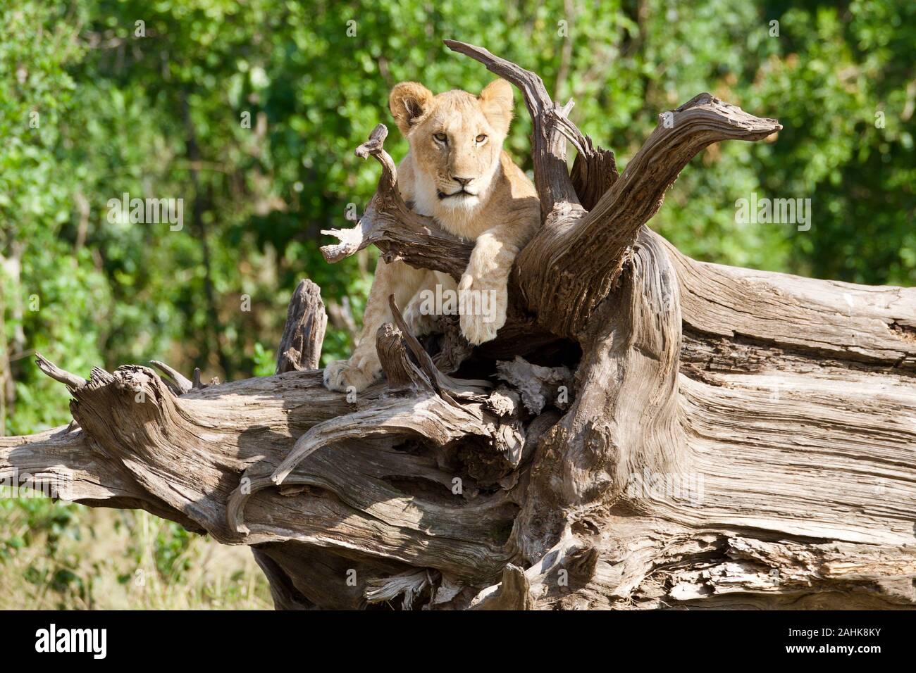 Des lionceaux jouant dans le Masai Mara Banque D'Images