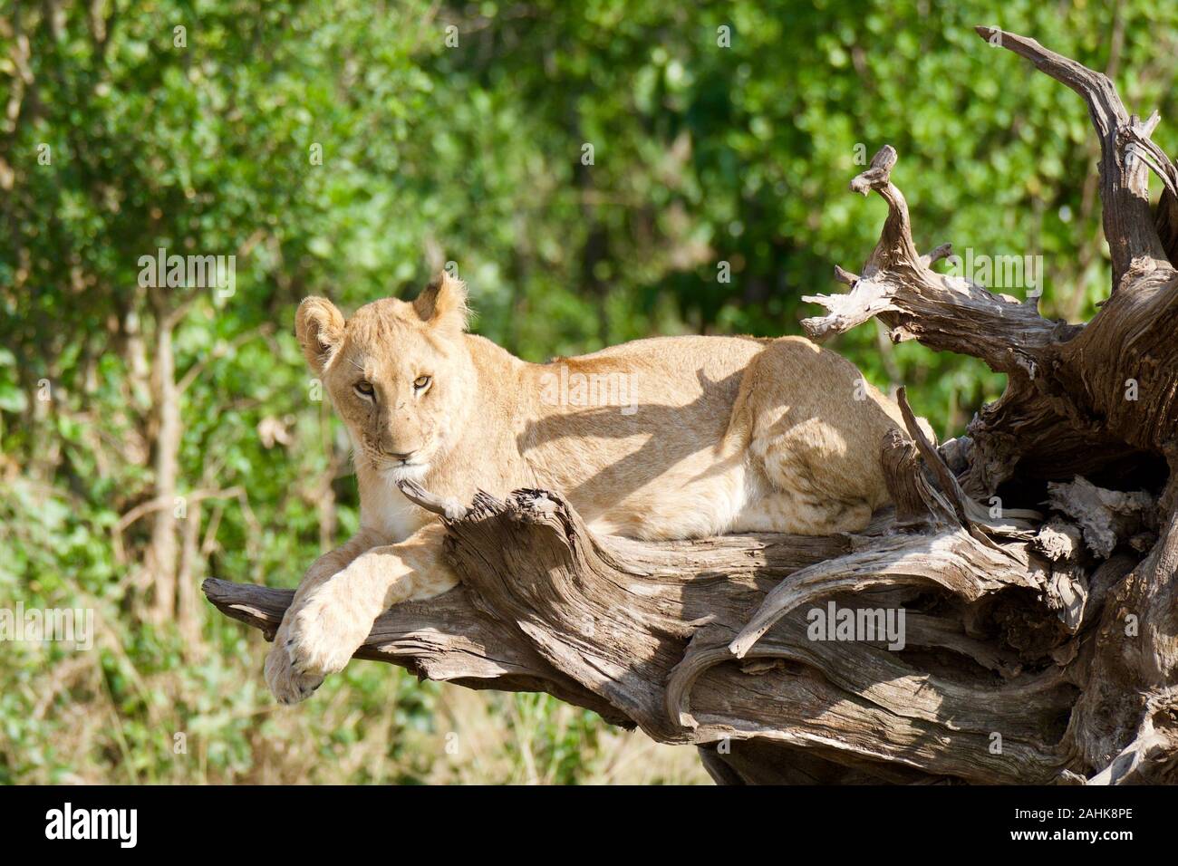 Des lionceaux jouant dans le Masai Mara Banque D'Images