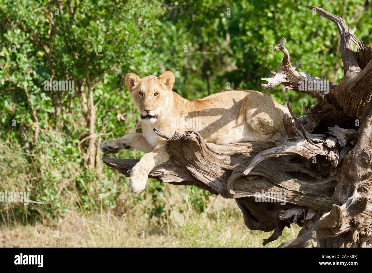 Des lionceaux jouant dans le Masai Mara Banque D'Images