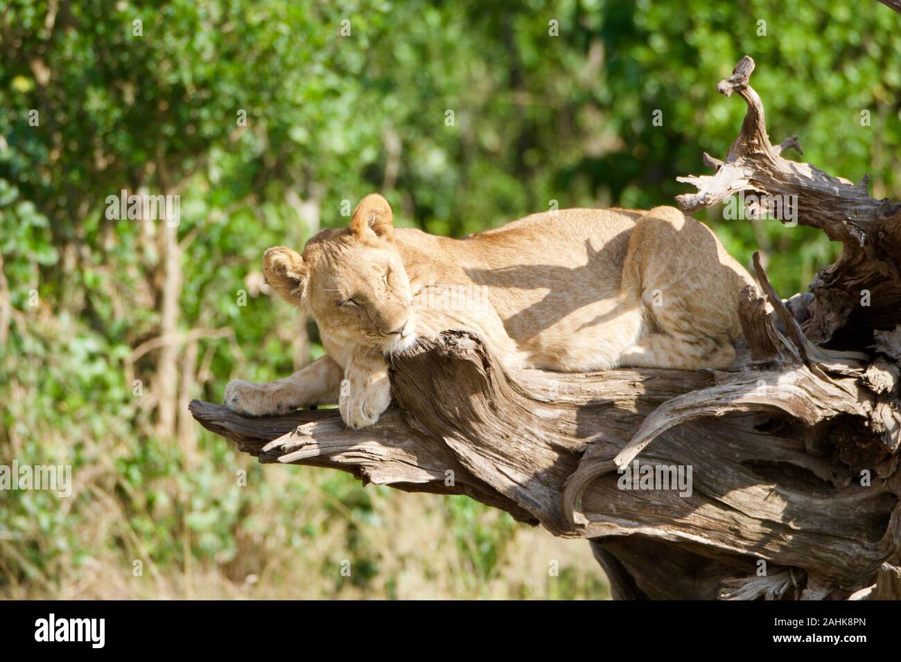 Des lionceaux jouant dans le Masai Mara Banque D'Images