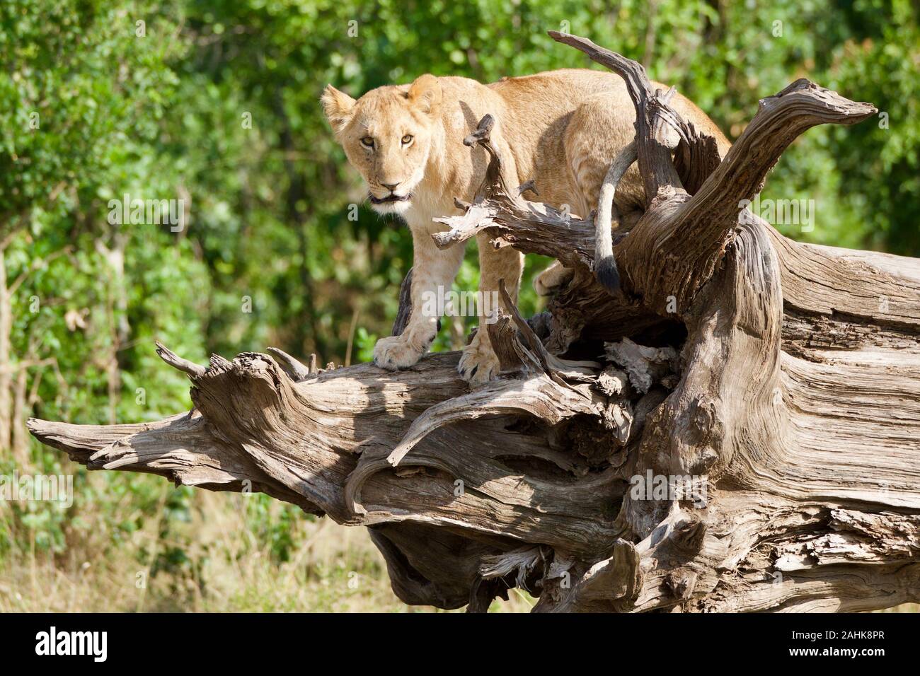 Des lionceaux jouant dans le Masai Mara Banque D'Images