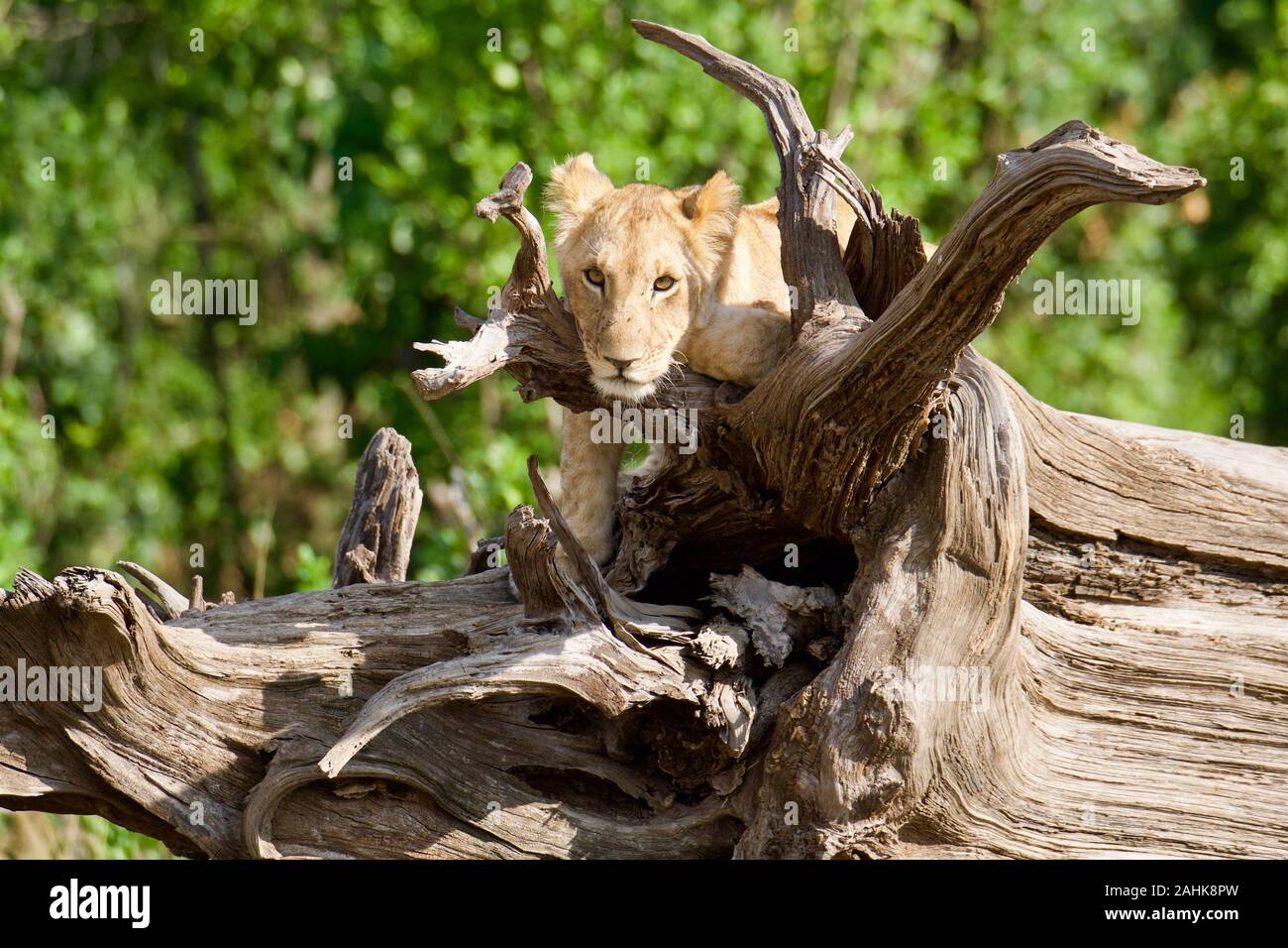 Des lionceaux jouant dans le Masai Mara Banque D'Images