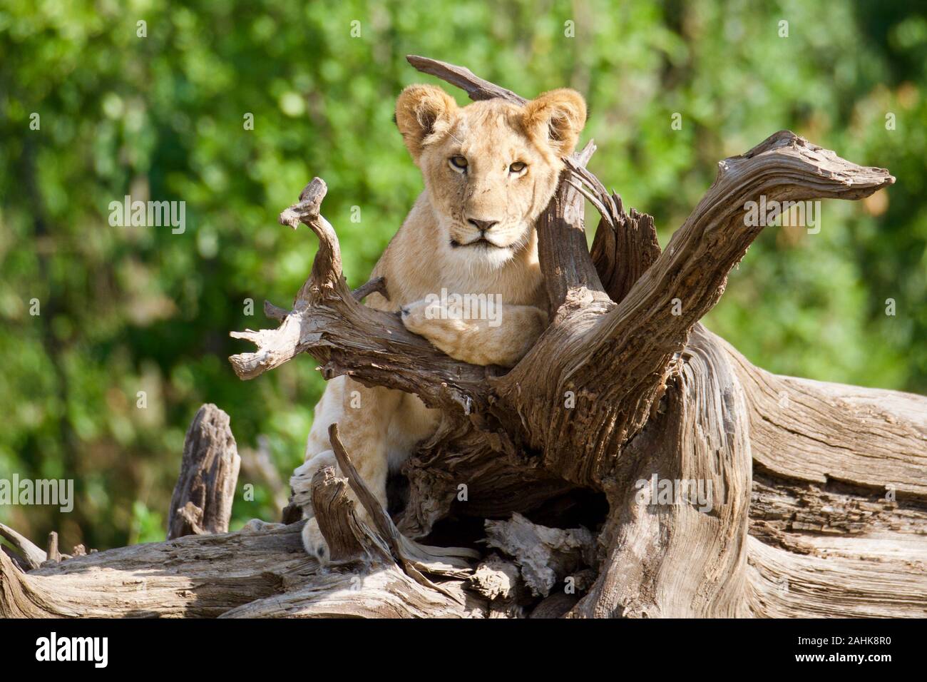 Des lionceaux jouant dans le Masai Mara Banque D'Images