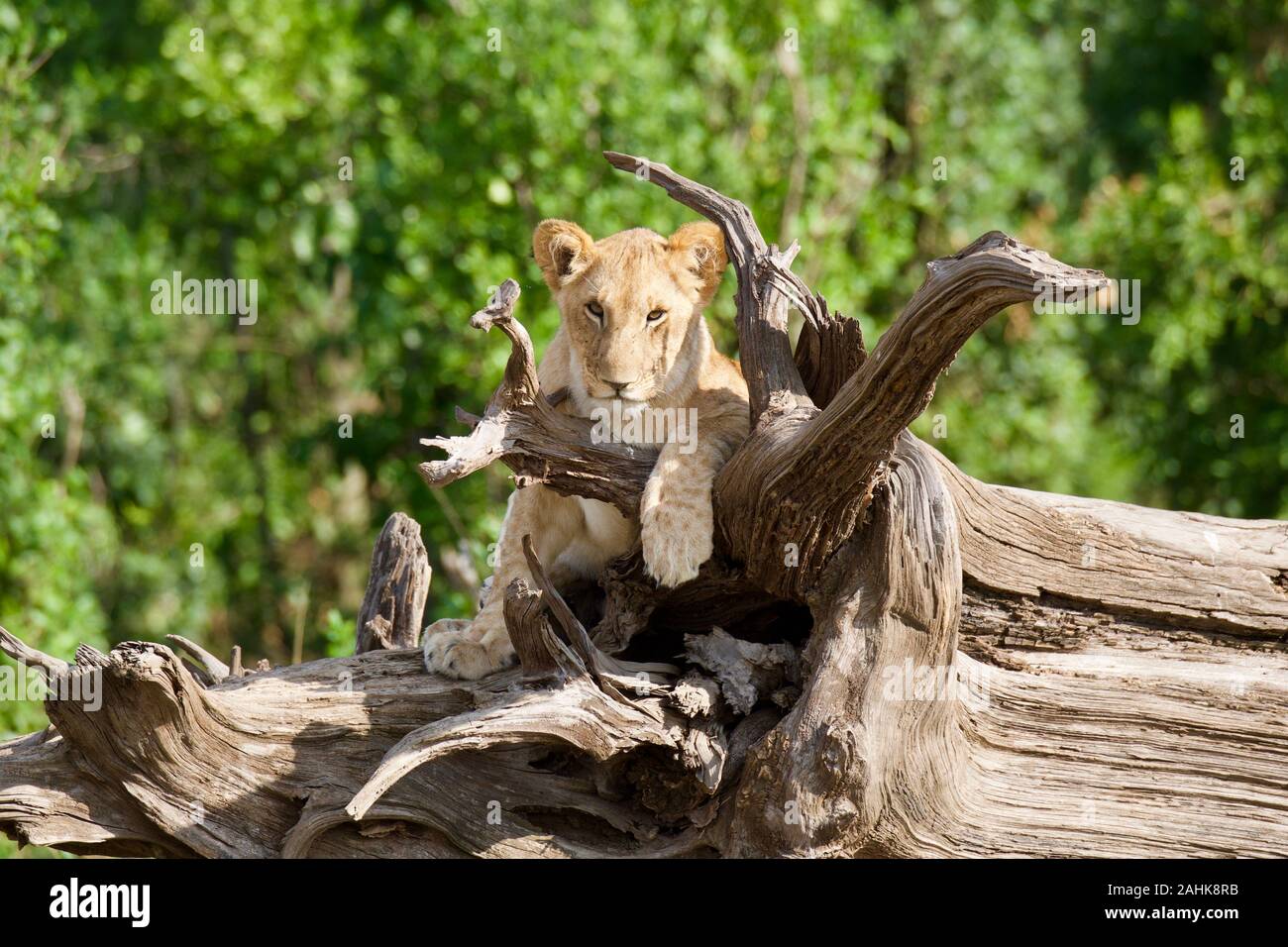 Des lionceaux jouant dans le Masai Mara Banque D'Images