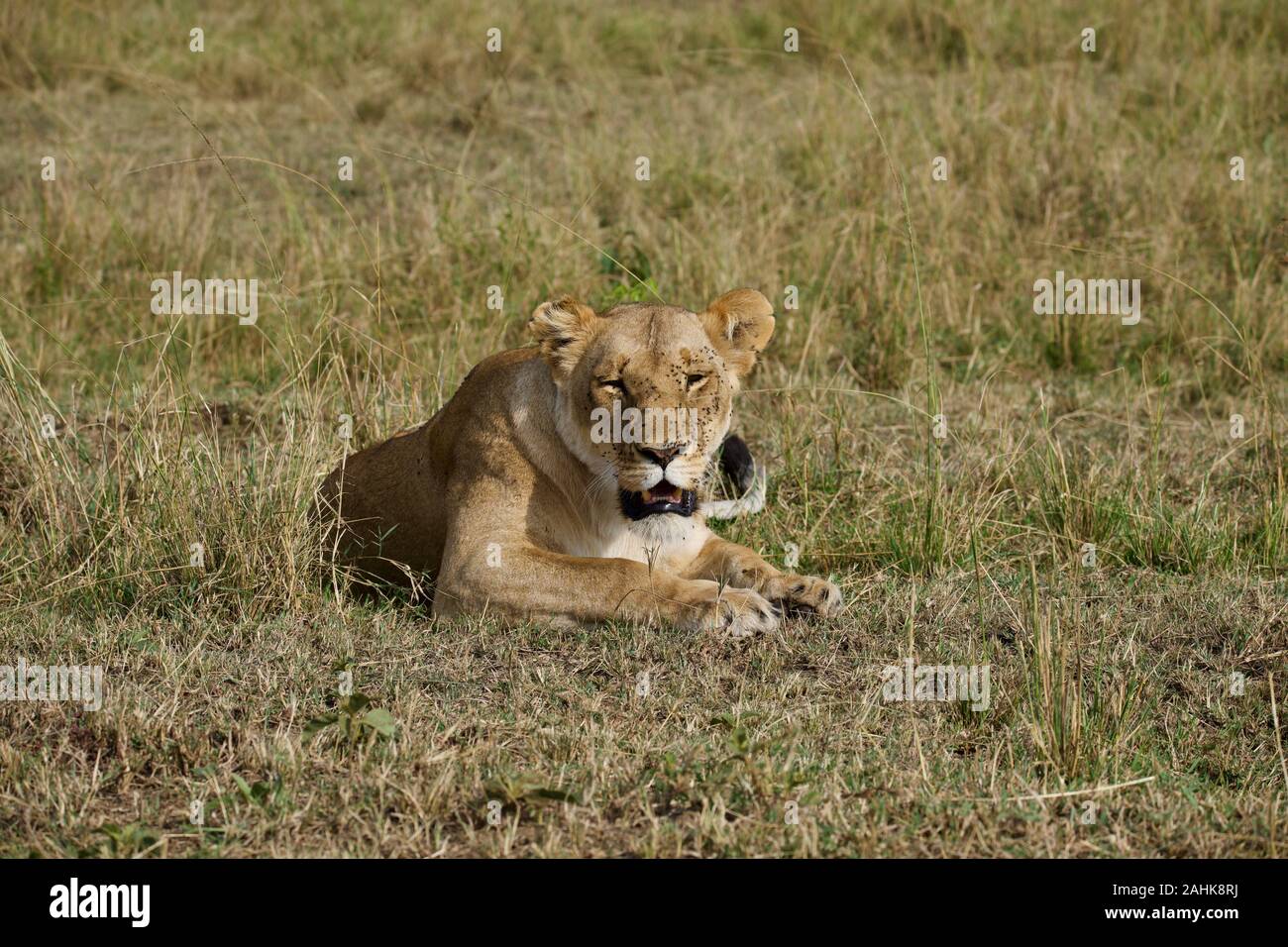 Lionne au frais dans le Maasai Mara Banque D'Images