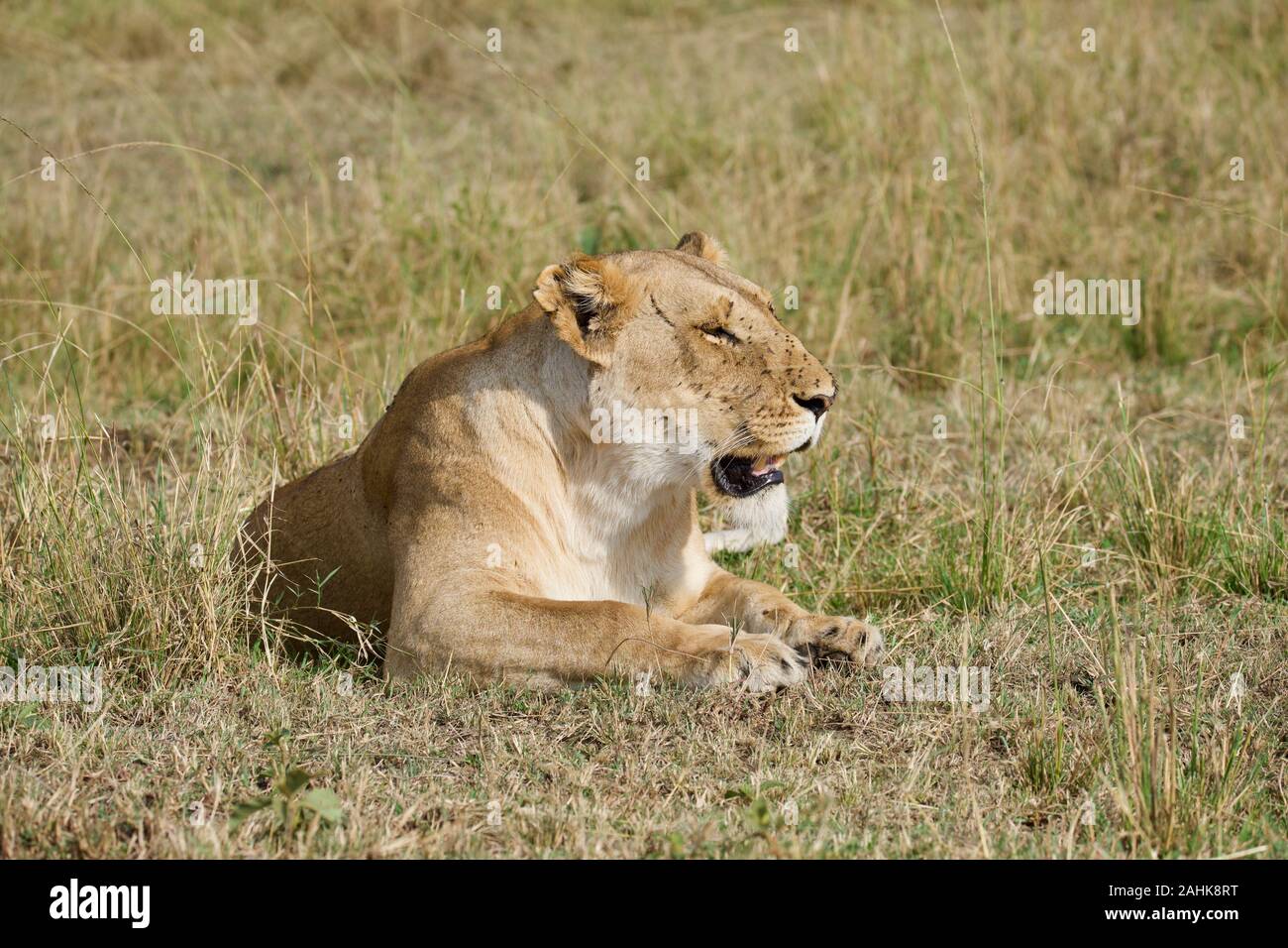 Lionne au frais dans le Maasai Mara Banque D'Images