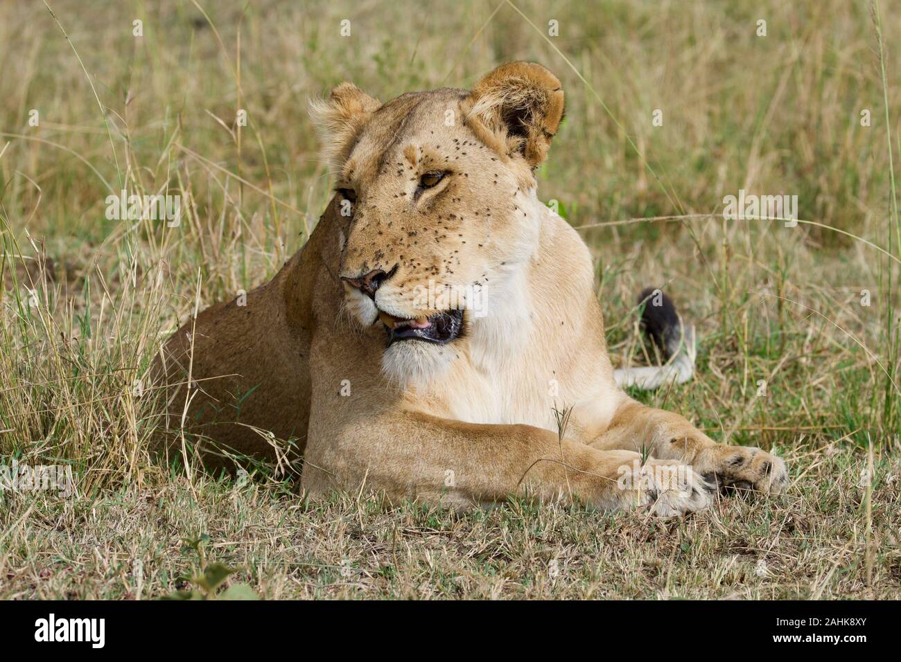 Lionne au frais dans le Maasai Mara Banque D'Images