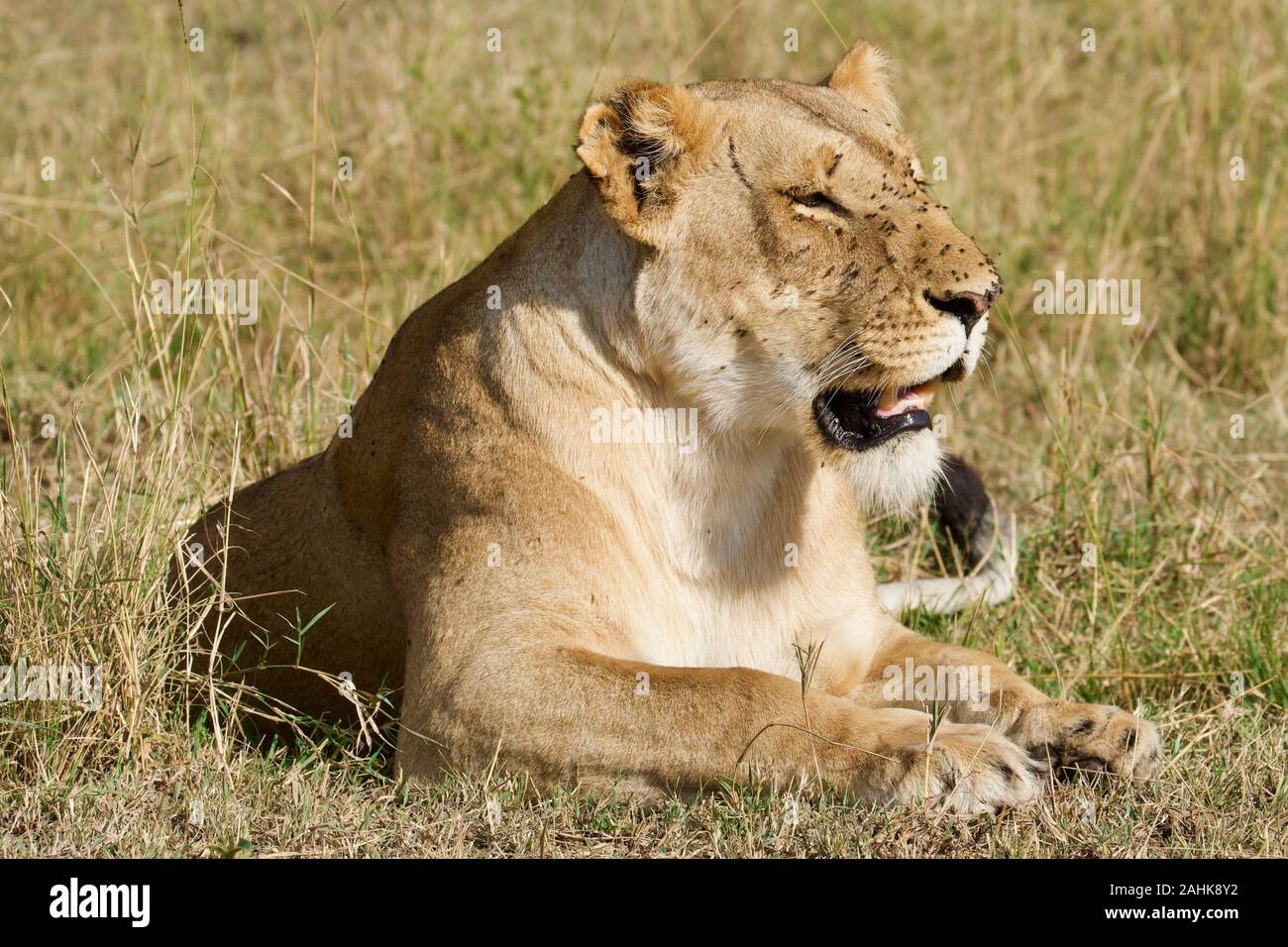 Lionne au frais dans le Maasai Mara Banque D'Images