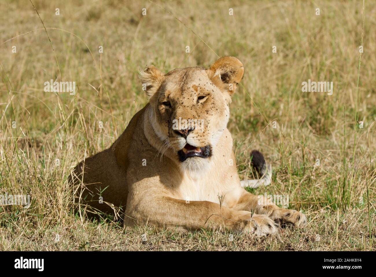 Lionne au frais dans le Maasai Mara Banque D'Images