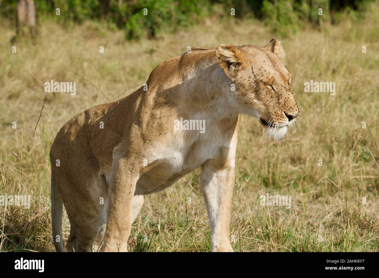 Lionne au frais dans le Maasai Mara Banque D'Images