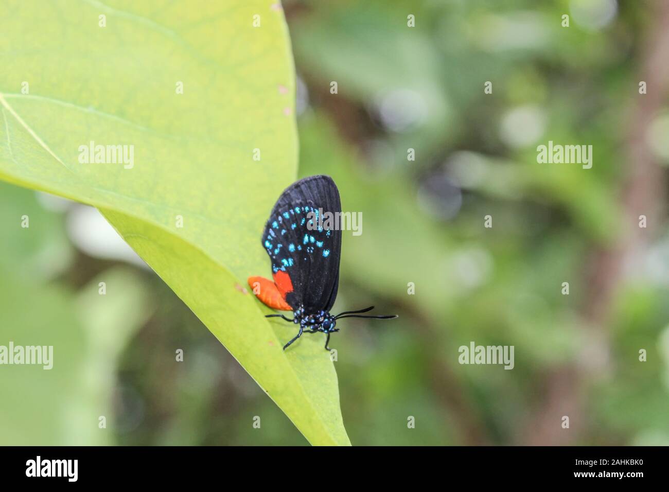 Eumaeus atala - papillon noir et bleu Banque D'Images Eumaeus atala - papillon noir et bleu Banque D'Images