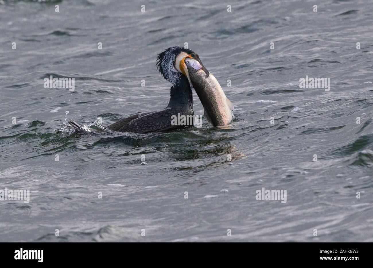 Cormorant Phalacrocorax carbo attrapant la truite, Farmoor Reservoir, Oxfordshire Royaume-Uni Banque D'Images Cormorant Phalacrocorax carbo attrapant la truite, Farmoor Reservoir, Oxfordshire Royaume-Uni Banque D'Images