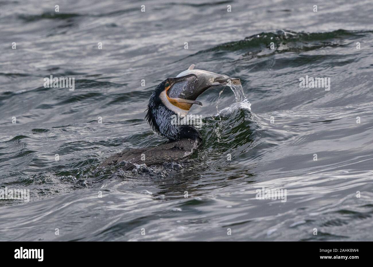 Cormorant Phalacrocorax carbo attrapant la truite, Farmoor Reservoir, Oxon, Royaume-Uni Banque D'Images Cormorant Phalacrocorax carbo attrapant la truite, Farmoor Reservoir, Oxon, Royaume-Uni Banque D'Images
