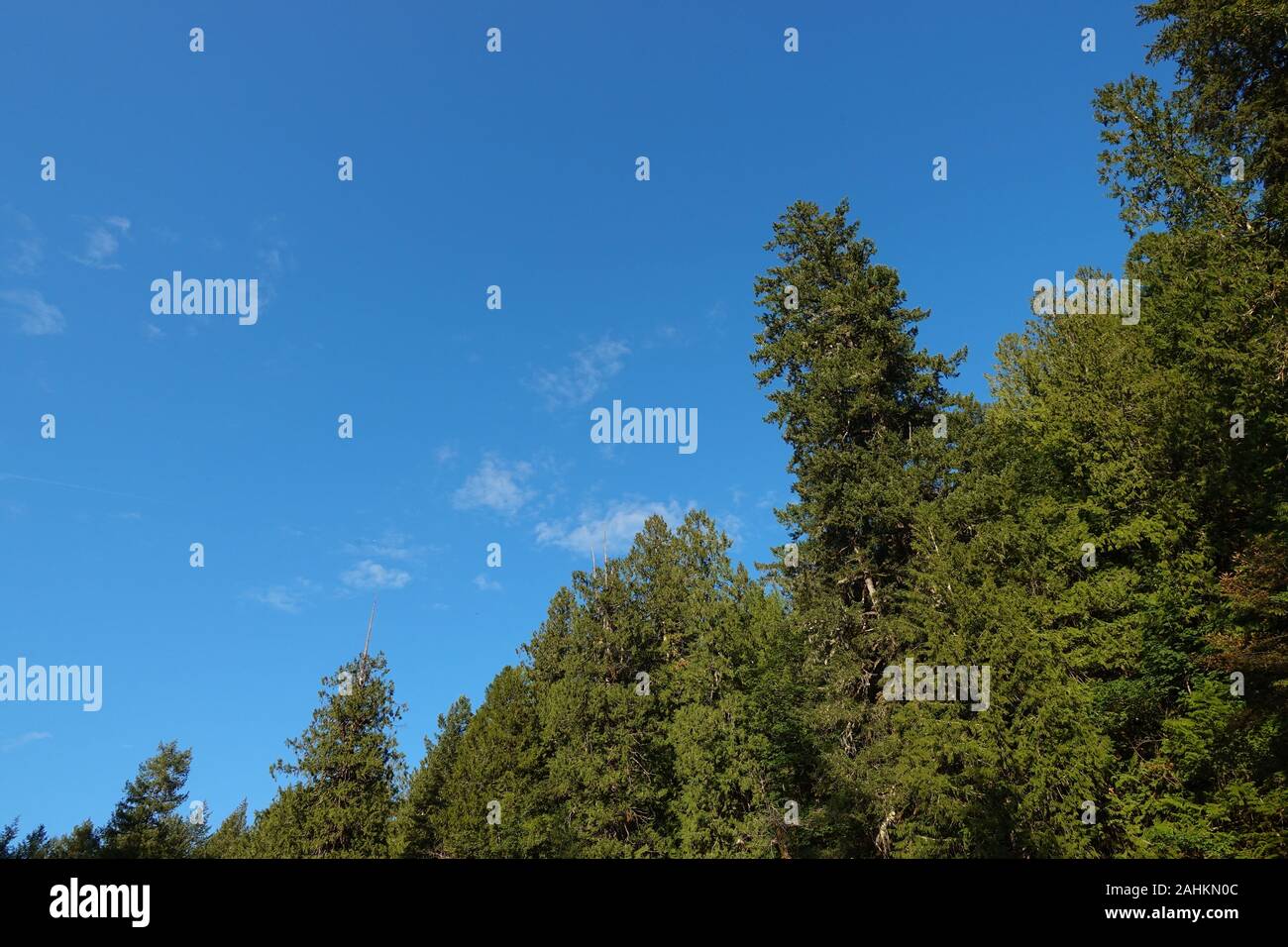 Tree Tops sur une île de la côte ouest. Banque D'Images