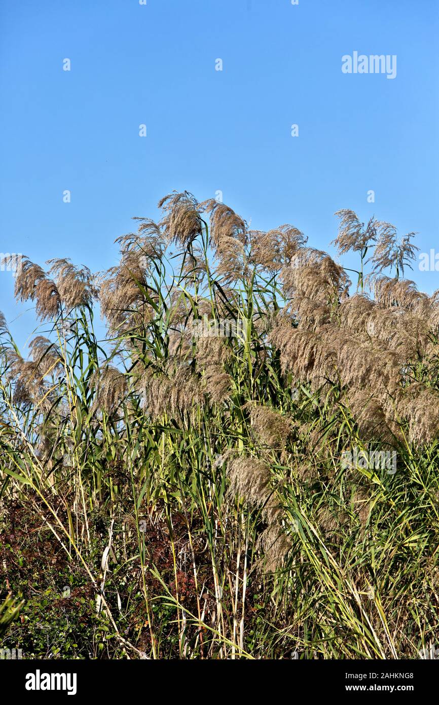 Roseau commun Phragmites australis, plantes envahissantes,, aller à la semence, l'Aransas National Wildlife Refuge, au Texas. Banque D'Images