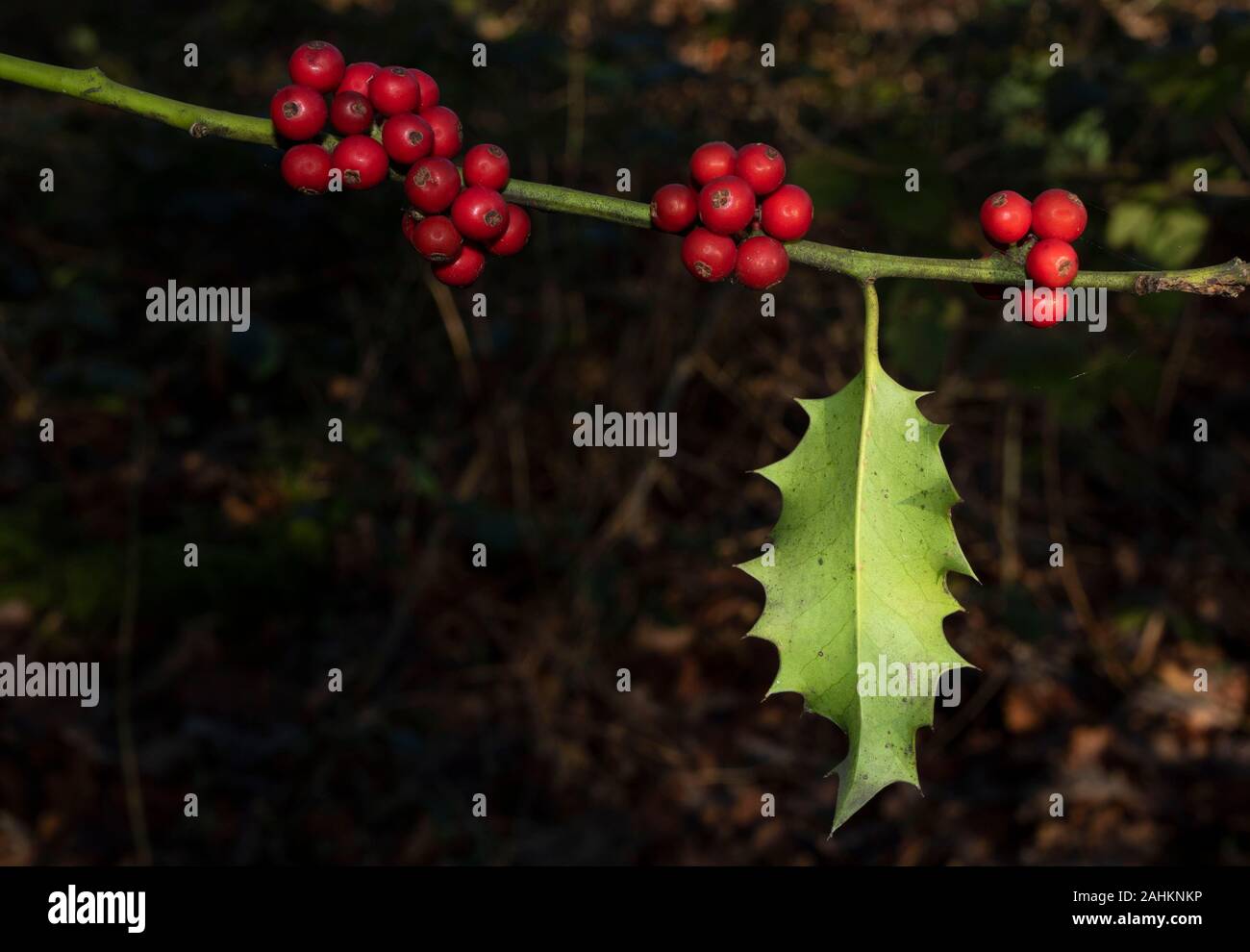 Holly Bush symbolique de Noël en hiver, Londres, Angleterre, Royaume-Uni, Europe Banque D'Images