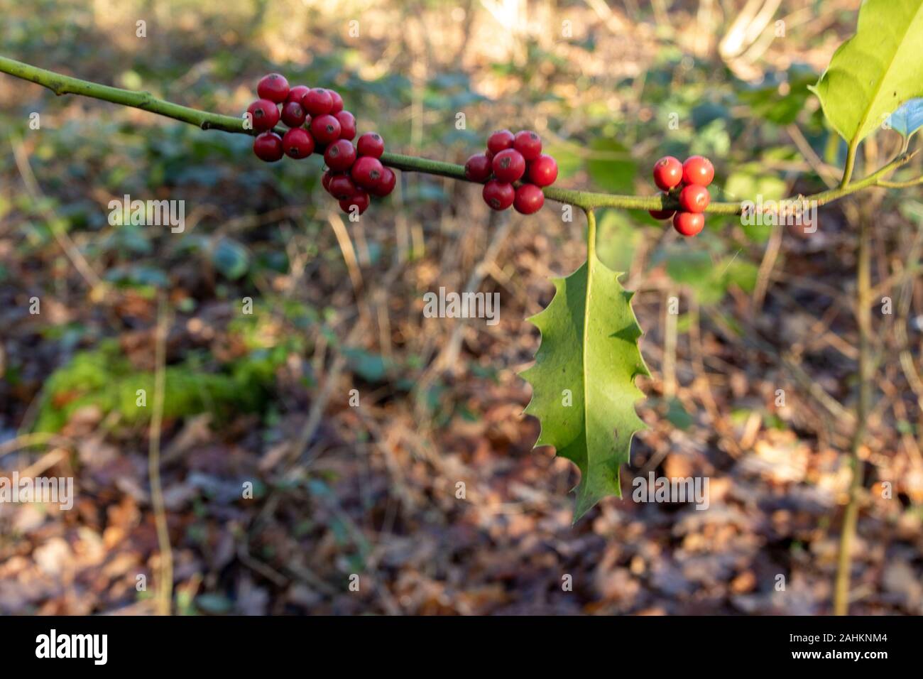 Holly avec des baies qui poussent dans une forêt londonienne, Angleterre, Royaume-Uni, Europe Banque D'Images