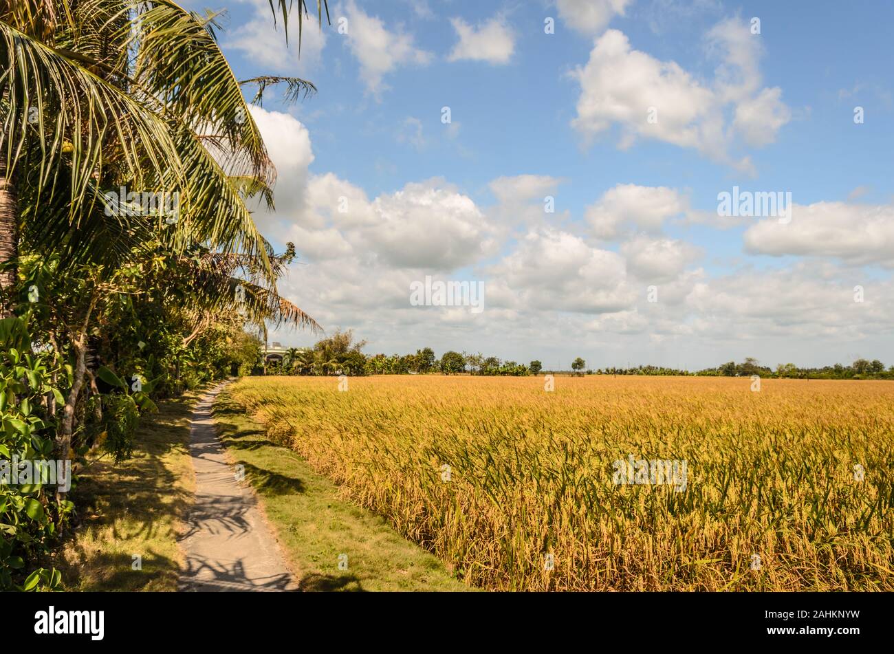 La campagne de paddy mûrs à Bac Lieu, le Viet Nam, 30/12/2019 12:10 PM Banque D'Images