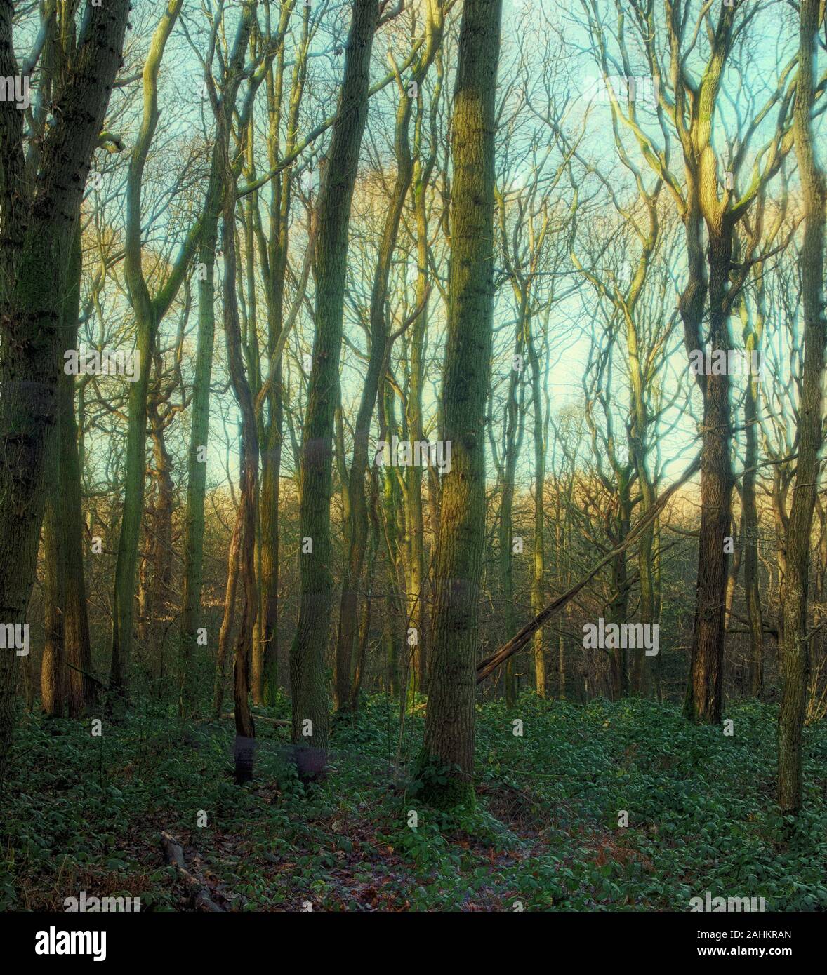 Vue sur les bois d'hiver des arbres principalement droits avec un faible soleil d'hiver, Londres, Angleterre, Royaume-Uni, Europe Banque D'Images