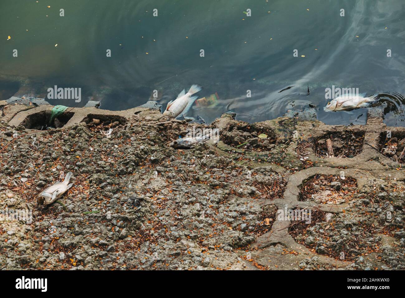 Les poissons morts rejetés sur les rives du lac Tây Hồ, Hanoi, Vietnam Banque D'Images