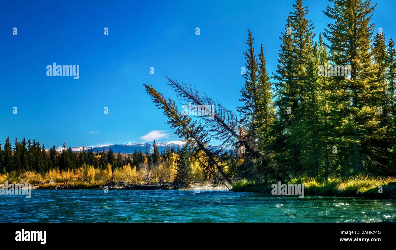 Le paysage sauvage du Parc National de Grand Teton en automne, pins tordus à côté de la rivière Snake, à proximité de Jackson Hole, Wyoming. Banque D'Images