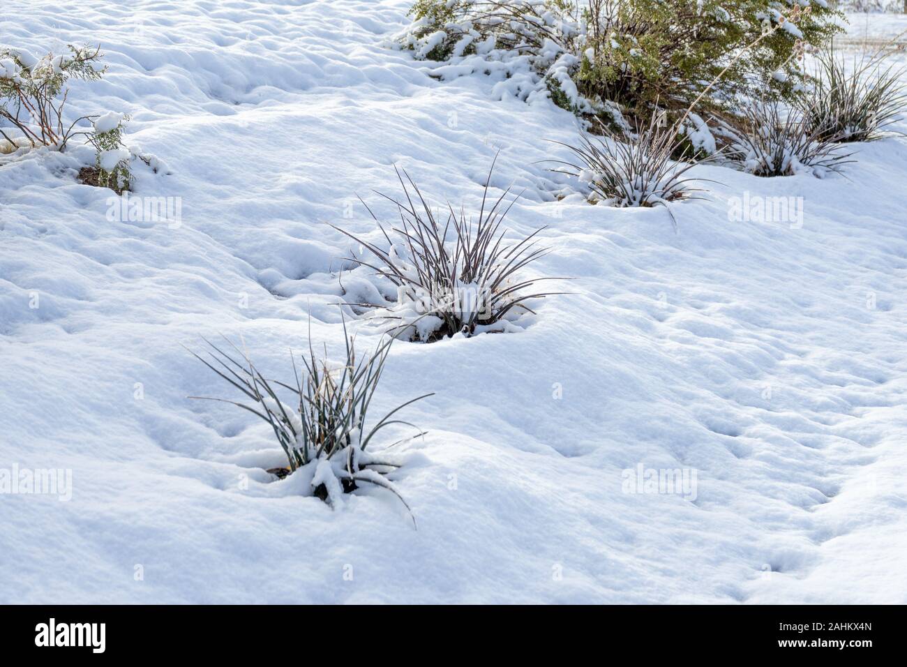 Scène d'hiver avec petit yucca plante entouré par la neige. Banque D'Images