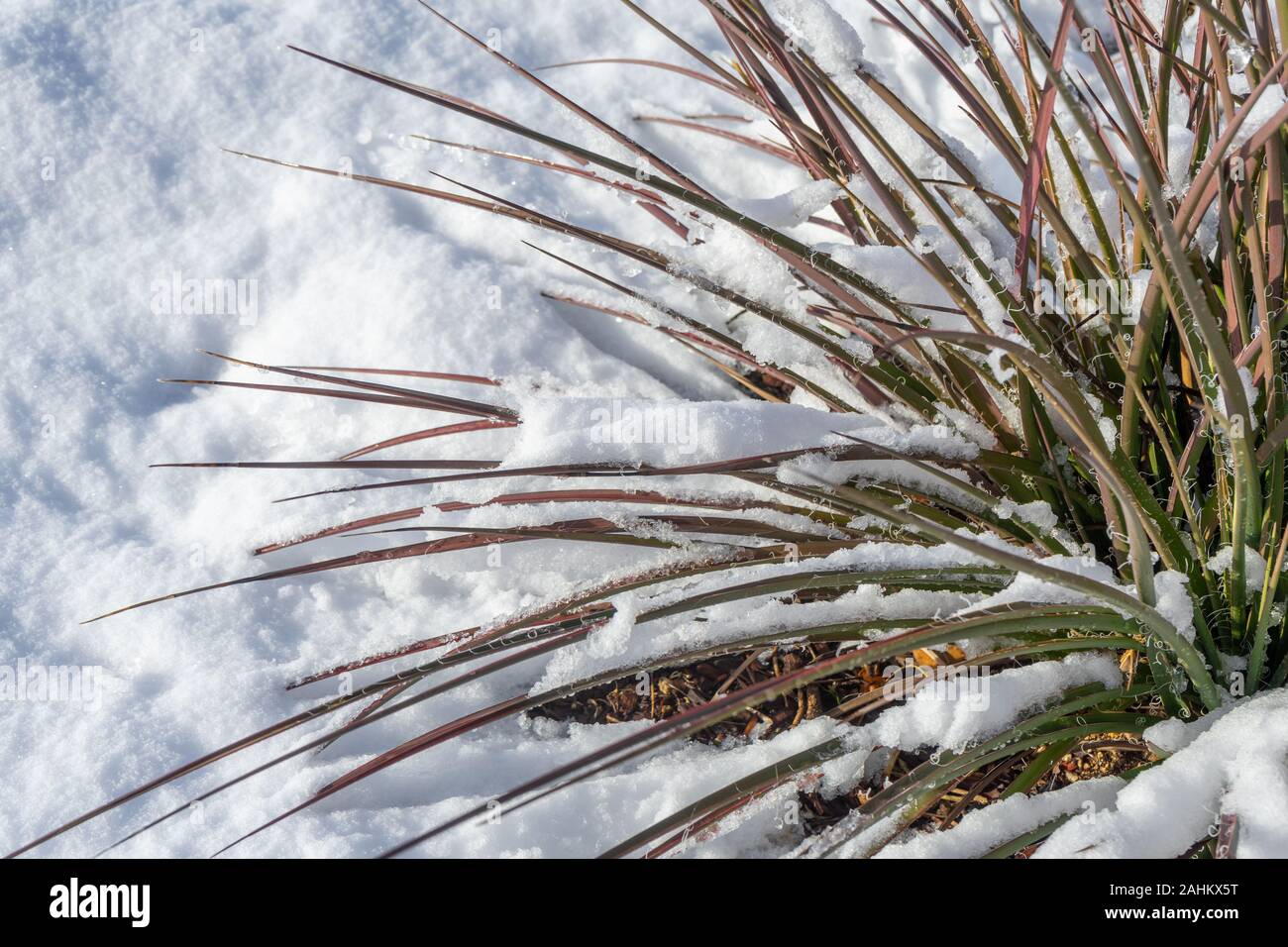 Aiguilles droites d'un yucca rouge dans la neige. Banque D'Images