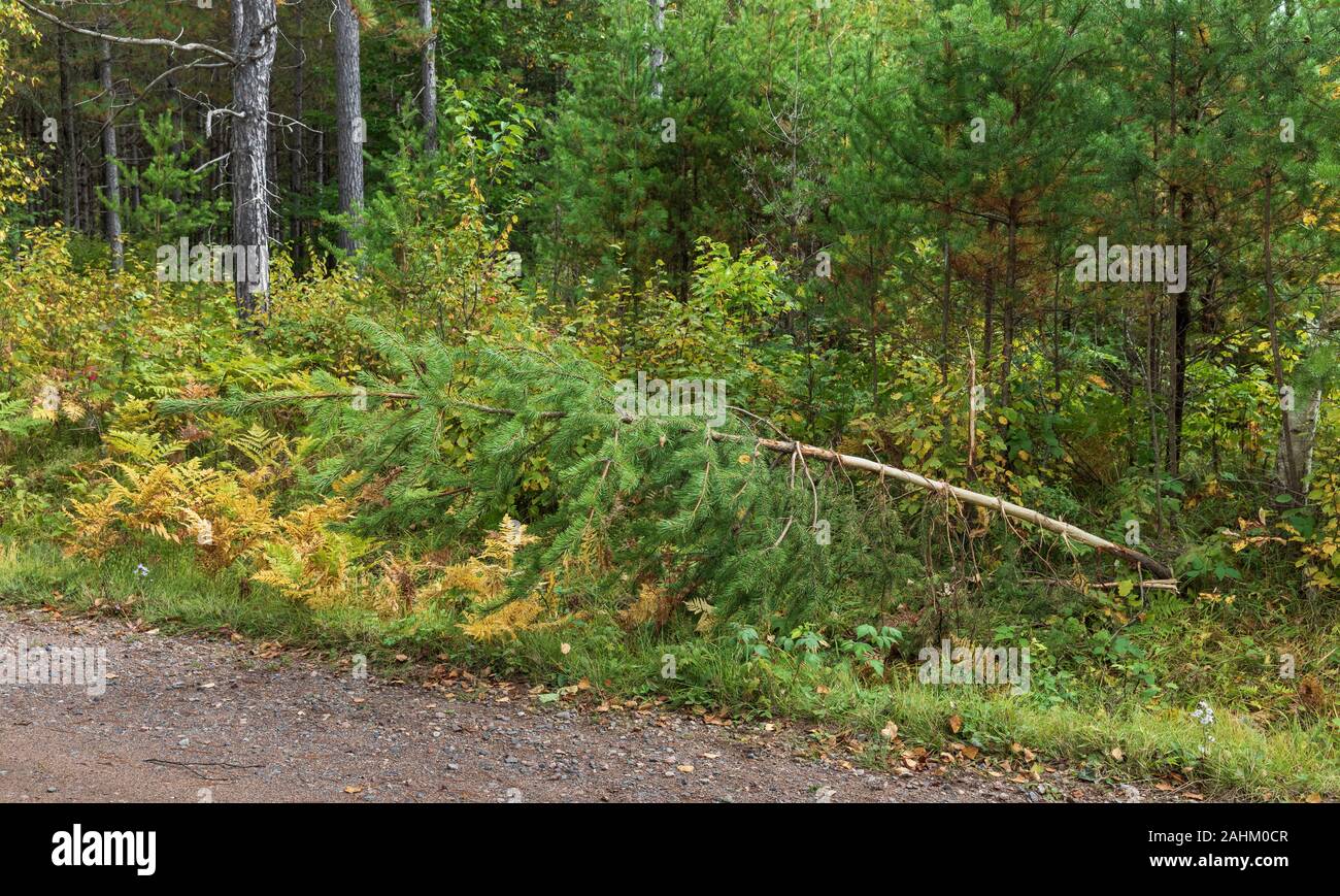 Dans la journée, rub Elk Lake, dans le nord du Wisconsin. Banque D'Images