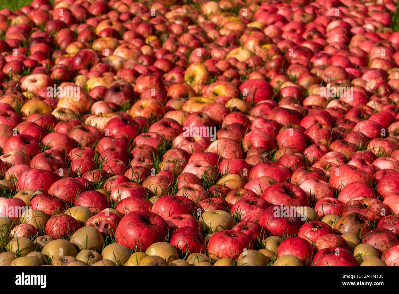 Des centaines de pommes et poires portant sur le sol après une récolte exceptionnelle Banque D'Images