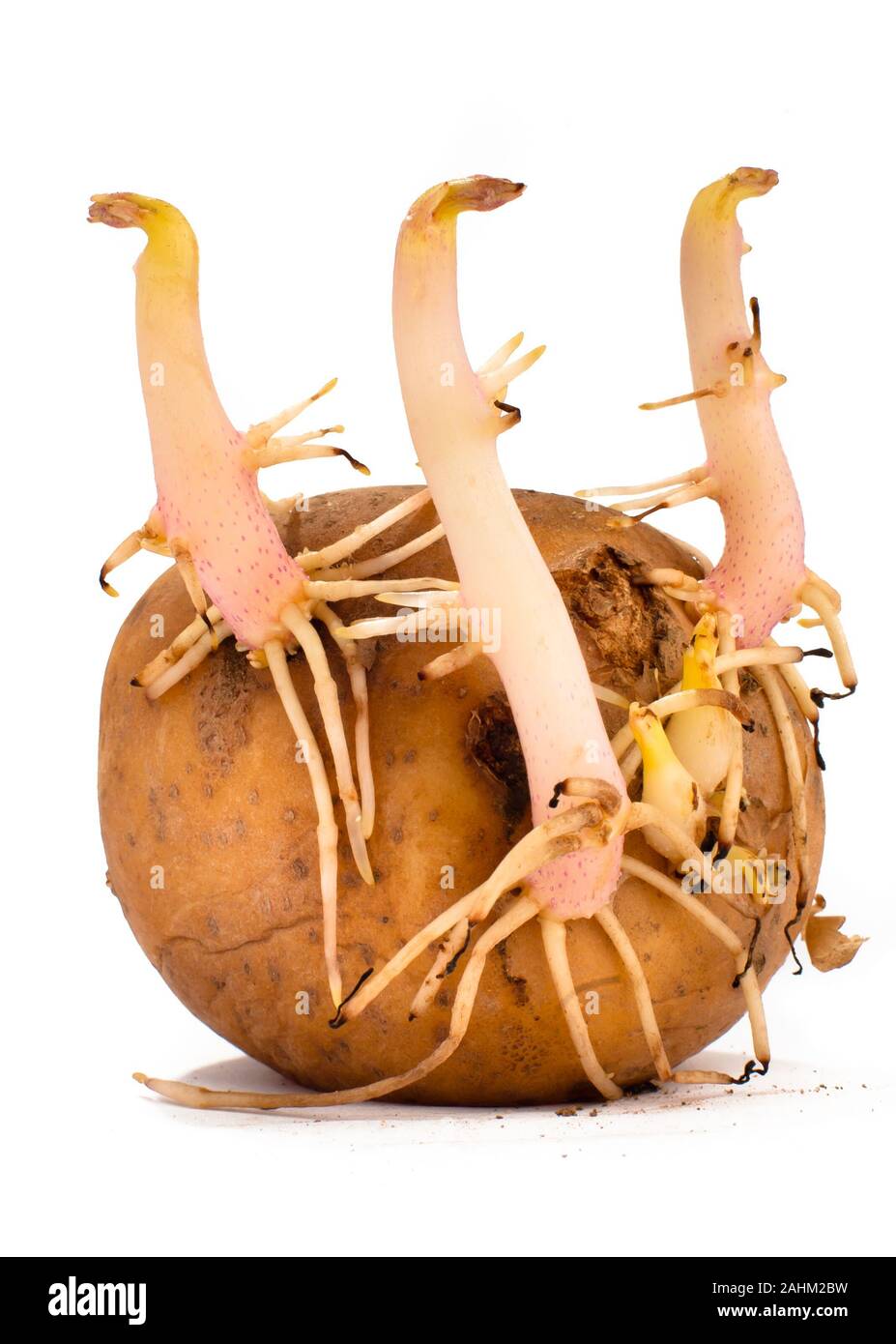 La germination des pommes de terre Banque de photographies et d’images à haute résolution Alamy