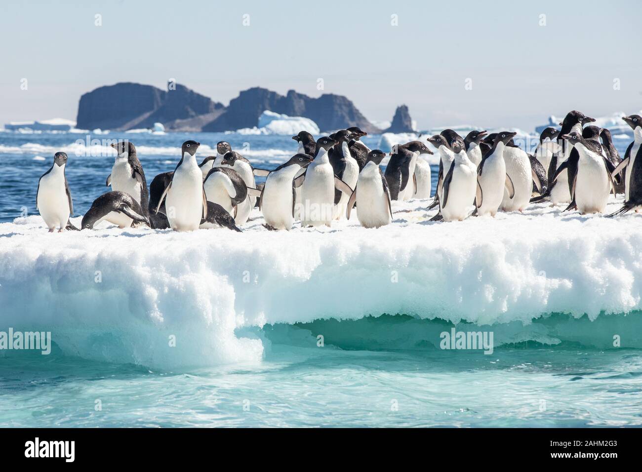Adele Penguin dans l'Antarctique Banque D'Images