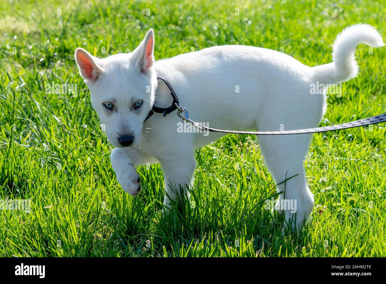 Chien chiot husky mignon aux yeux bleu pâle (nom scientifique : Canis lupus familiaris) Banque D'Images