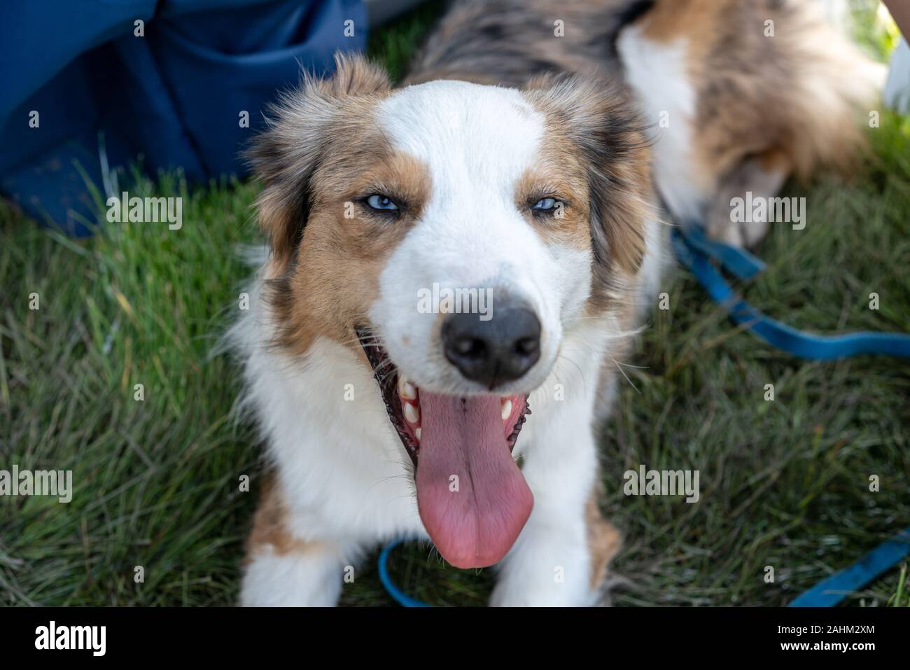 Chien berger australien. (Nom scientifique: Canis lupus familiaris) Banque D'Images